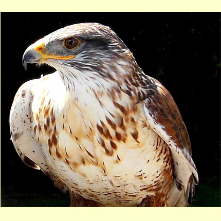 Bird of Prey