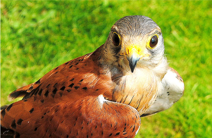 Kestrel