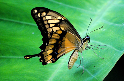 Swallowtail Butterfly